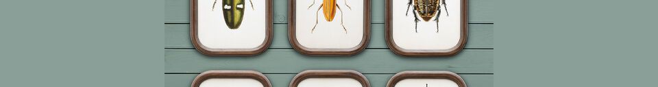 Benadrukte materialen Set van 9 donkere houten frames Insecten